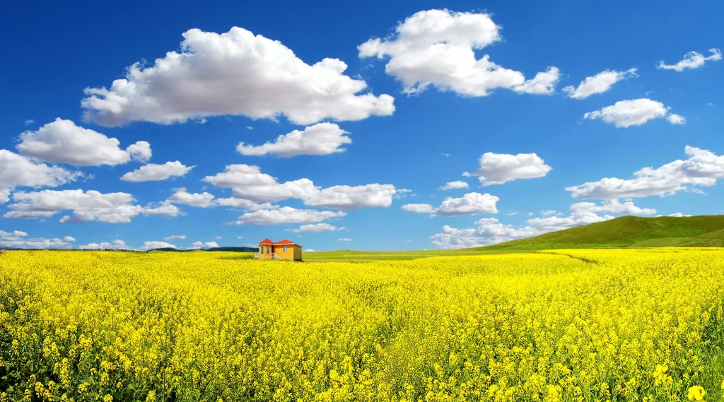 Yellow Rapeseed Flower Field Blue Sky White Clouds