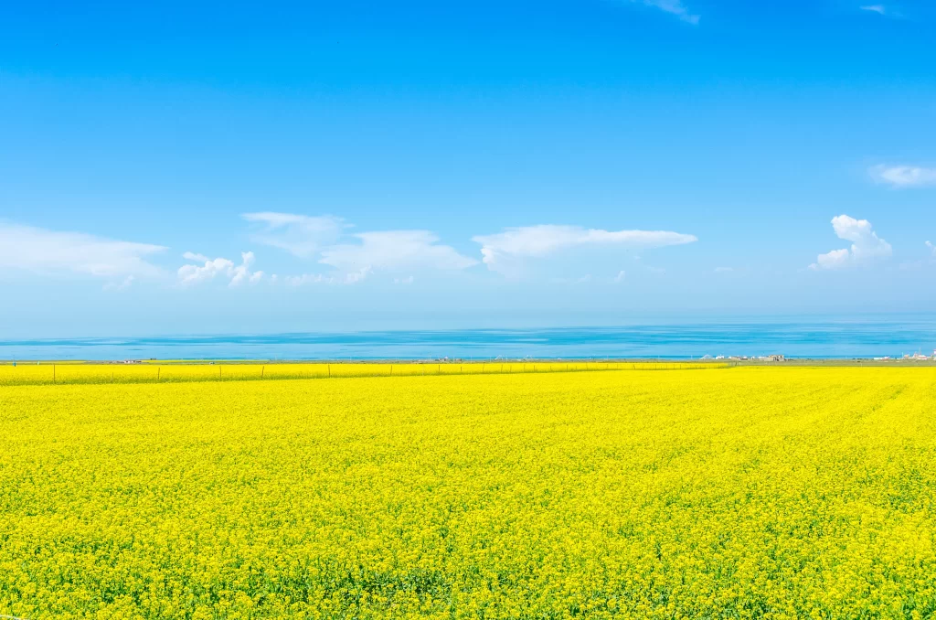 Yellow Rapeseed Flower Field Sky cool Clouds