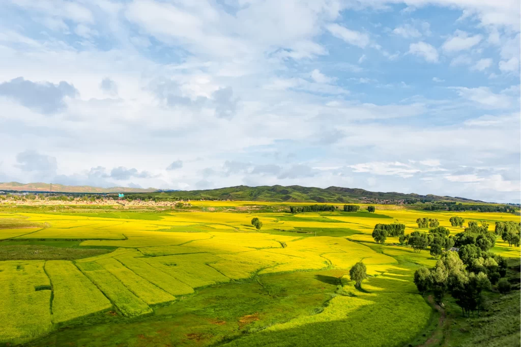 Yellow Rapeseed Flower Fields Green Trees Blue Sky