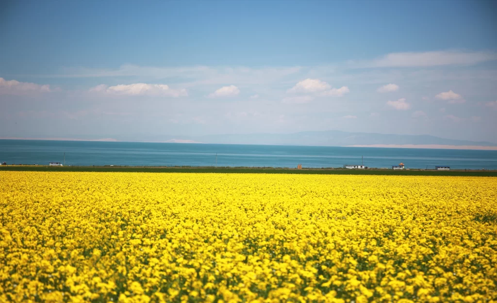 Yellow Rapeseed Flower Field Blooming Sky