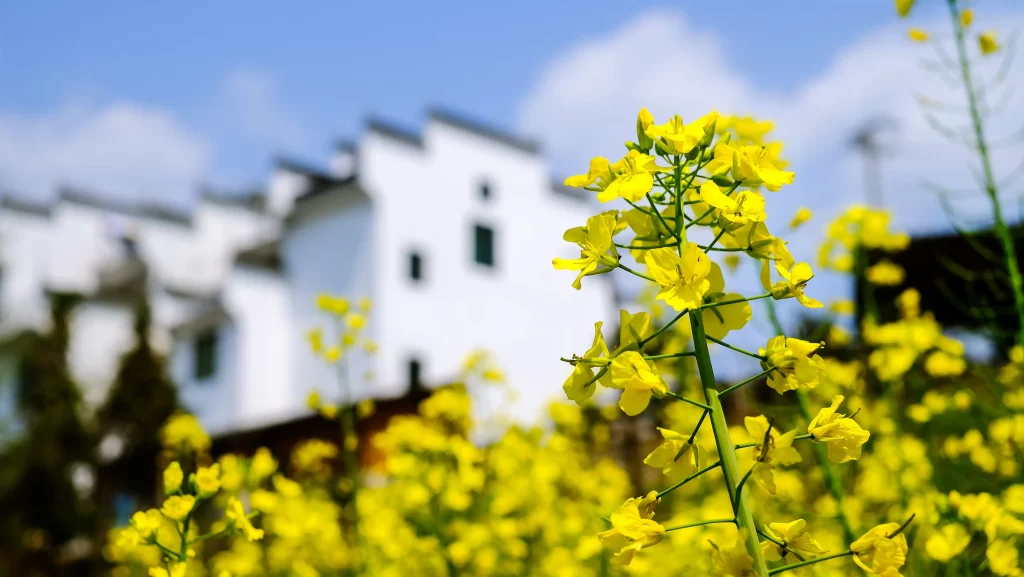 Yellow Rapeseed Flower Petals Bright Green Stems