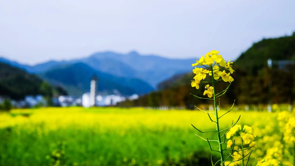 Yellow Rapeseed Flower Petals Field Mountain