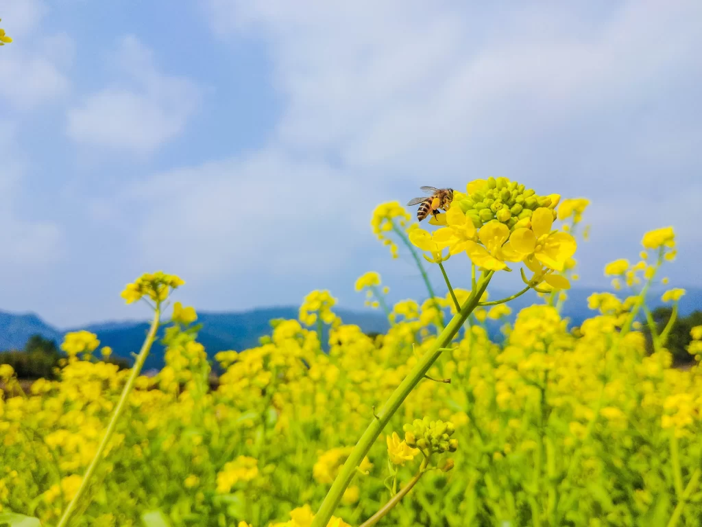 Yellow Rapeseed Flower Petals Bee Field