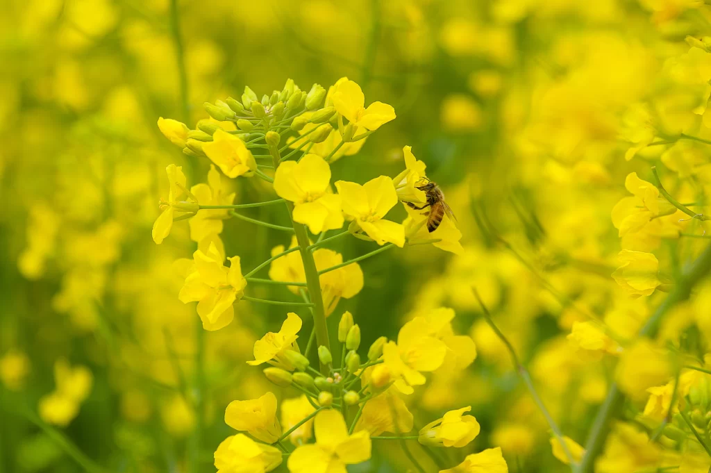 Yellow Rapeseed Flower Petals Bee