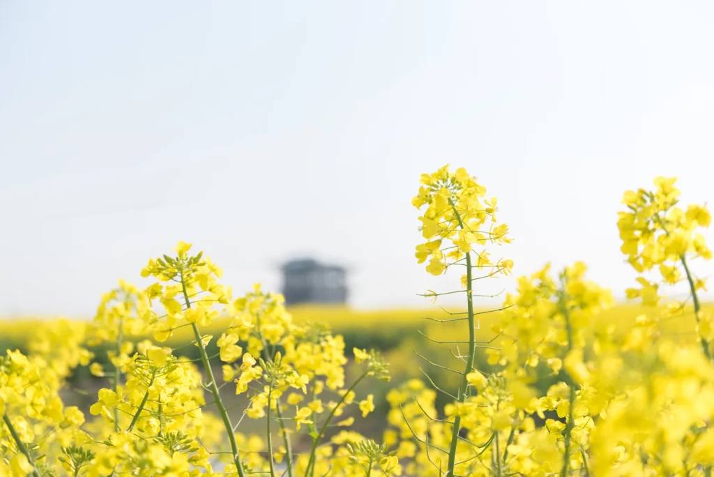 Yellow Rapeseed Flower Petals warm Field