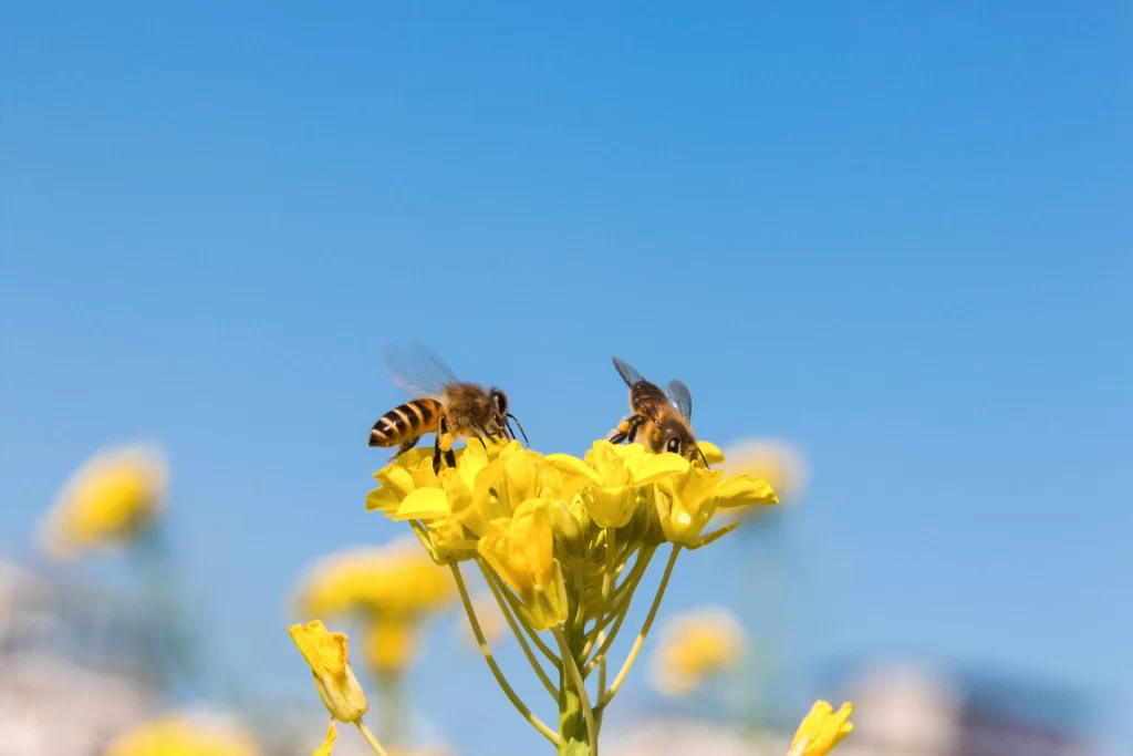 Yellow Rapeseed Flower Petals Bees Blue Sky