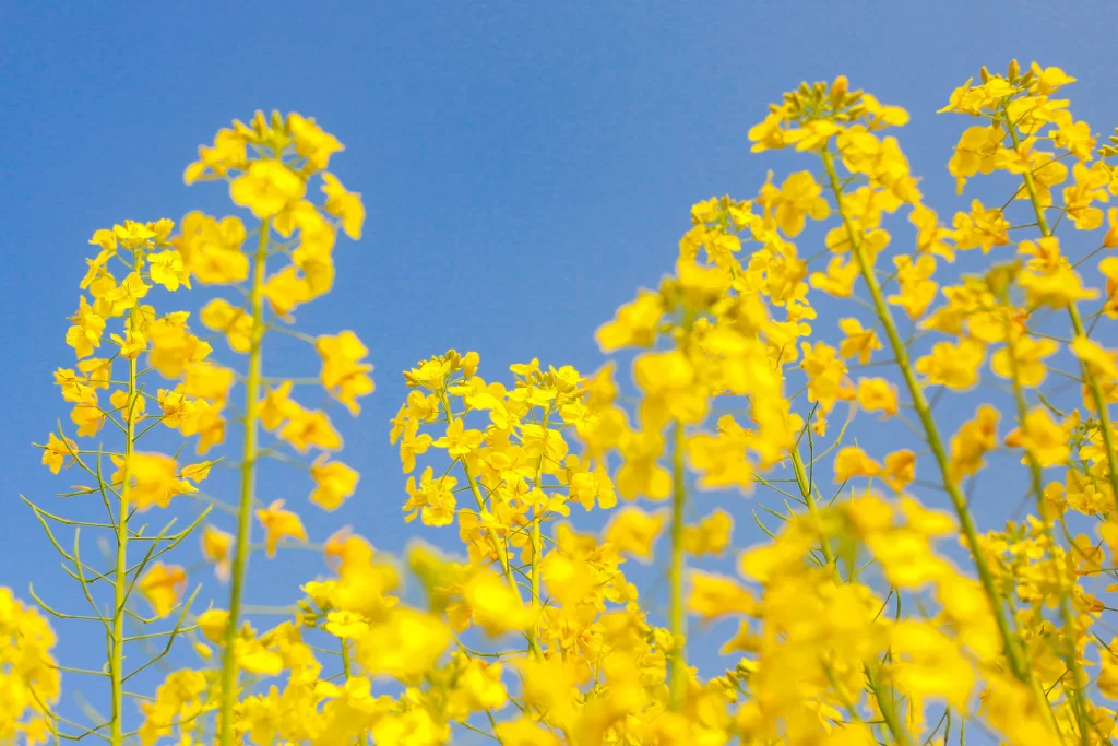 Yellow Rapeseed Flower Petals Bright Blue Sky