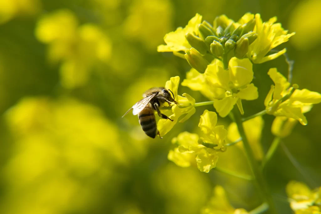 Yellow Rapeseed Flower Petals Sunlight