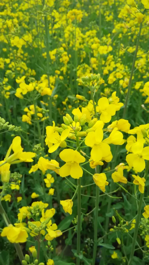 Yellow Rapeseed Flower Petals Green Stalks