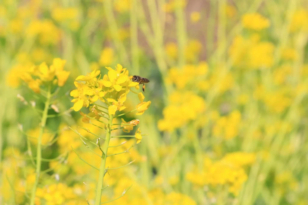 Yellow Rapeseed Flower Petals Green Stems