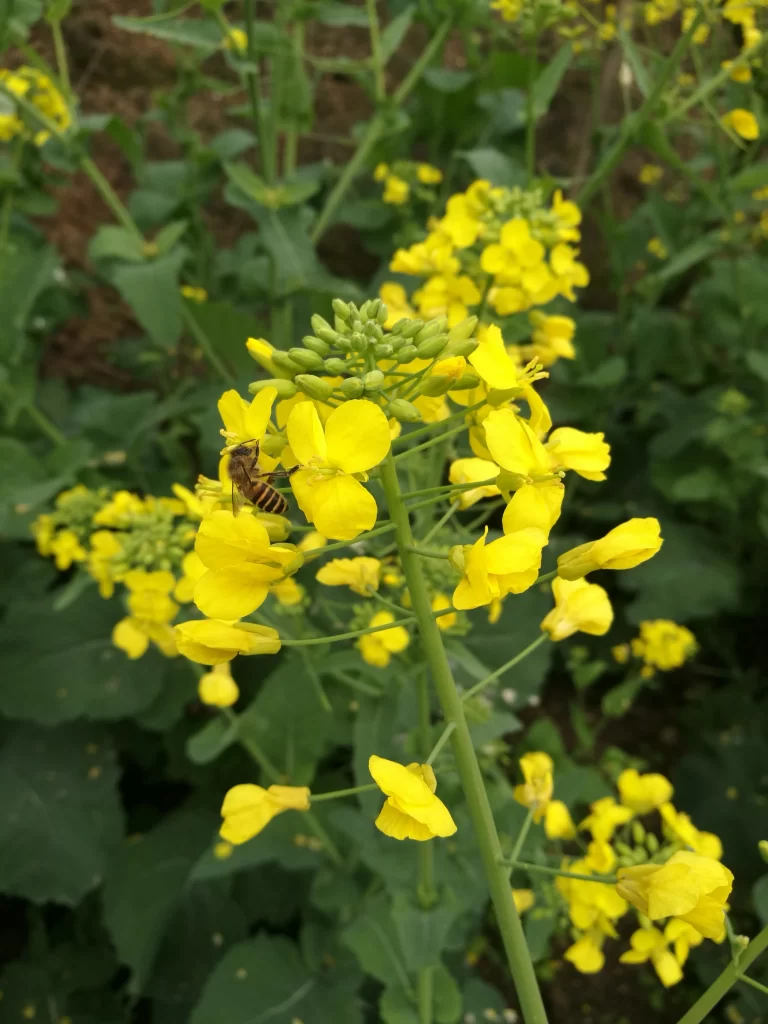 Yellow Rapeseed Flower Petals Green Leaves Bee
