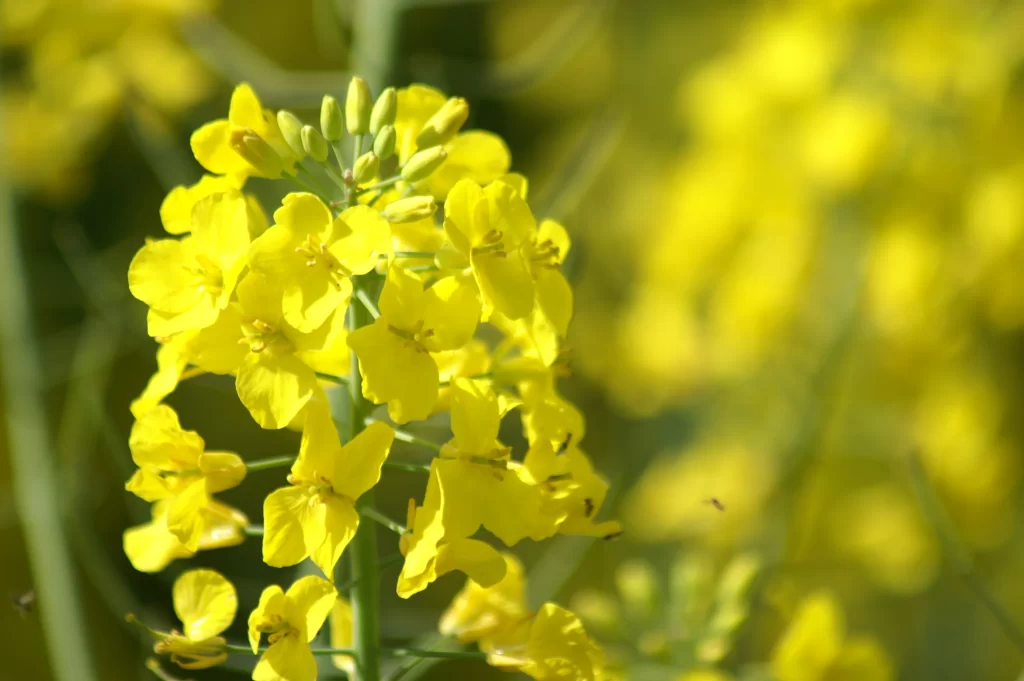 Yellow Rapeseed Flower Petals Bright Green Stalk