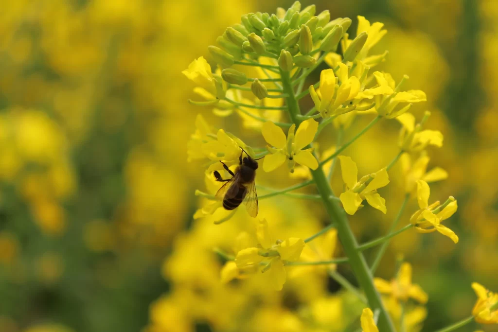 Yellow Rapeseed Flower Petals Green Stalk