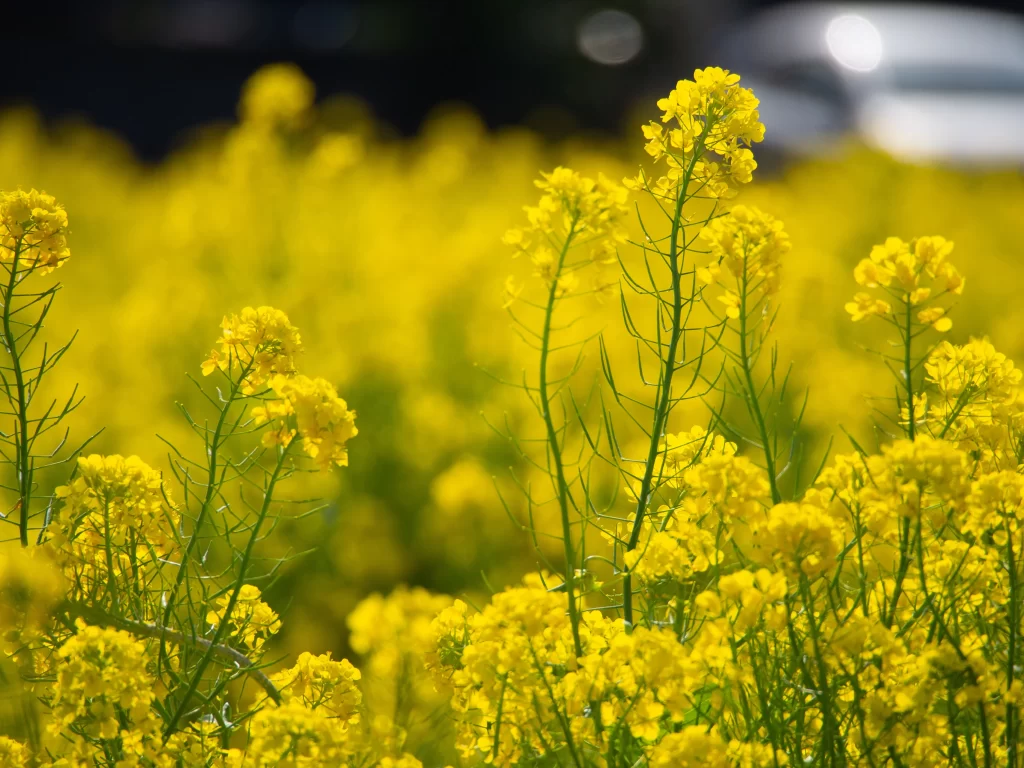 Yellow Rapeseed Flower Petals Field Sunlight
