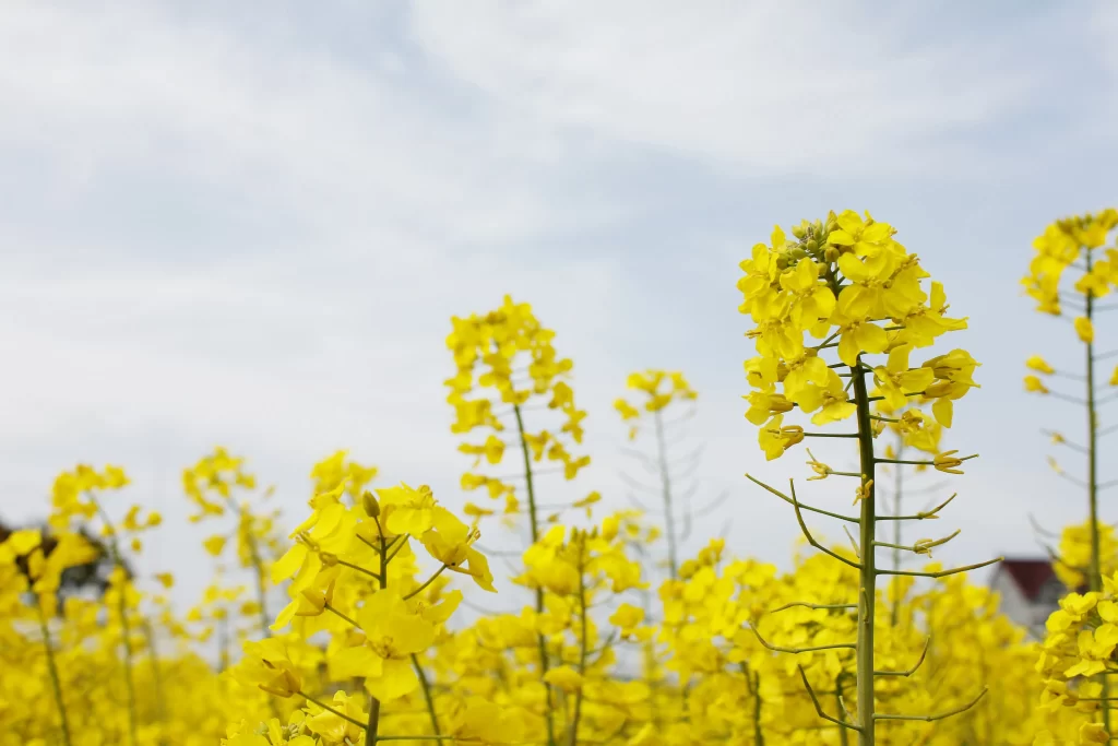 Yellow Rapeseed Flower Petals warm Field