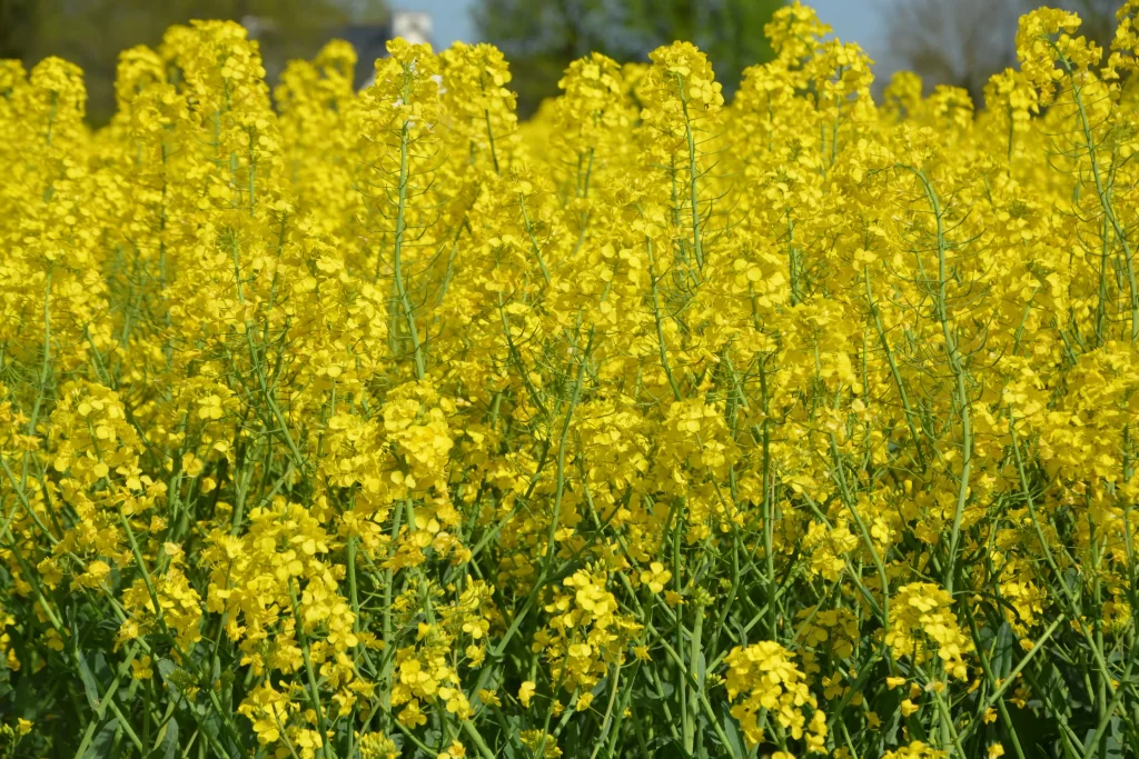 Yellow Rapeseed Flower Petals Dense Field