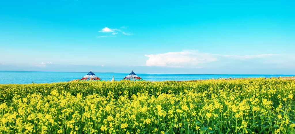 Yellow Rapeseed Flower Sea Blue Sky