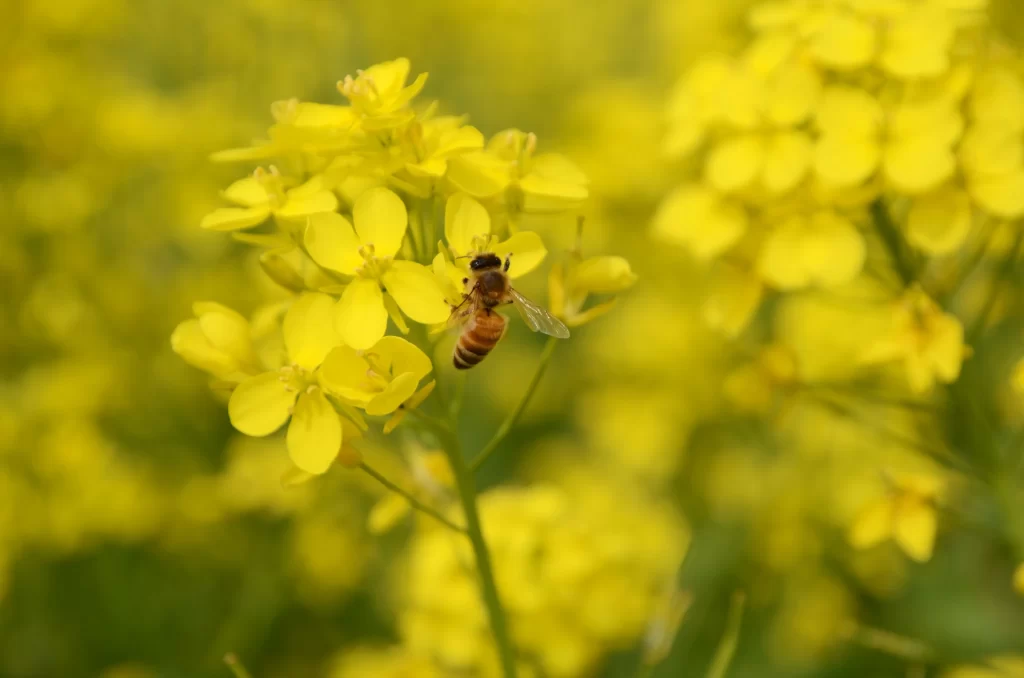 Yellow Rapeseed Petals Bee Nature