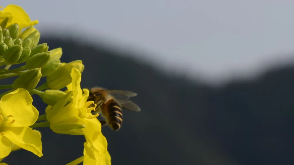 Yellow Rapeseed Petals Bee Blooming