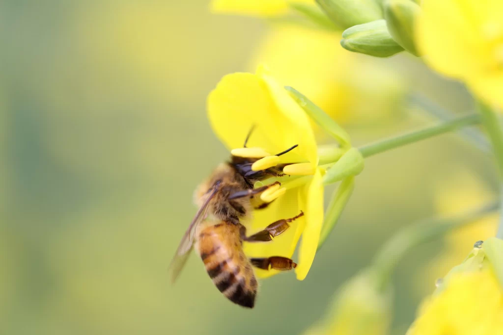 Yellow Rapeseed Petals Bee Pollen