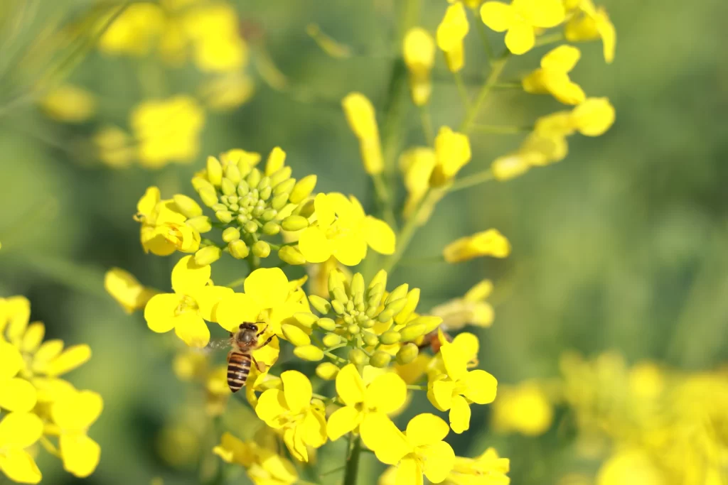 Yellow Rapeseed Petals Bright Green Stems