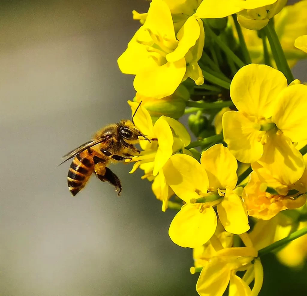 Yellow Rapeseed Petals Bright Green Stamen