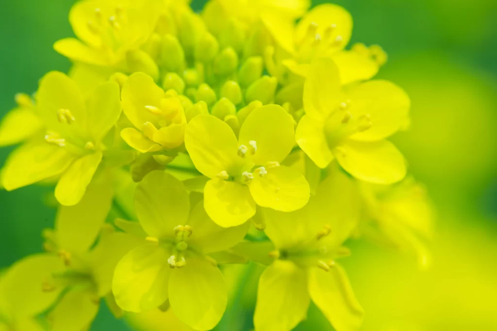 Yellow Rapeseed Petals Bright Green Background
