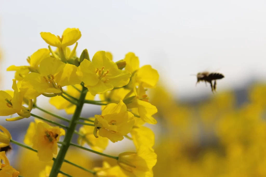 Yellow Rapeseed Petals Bright Green Stalk