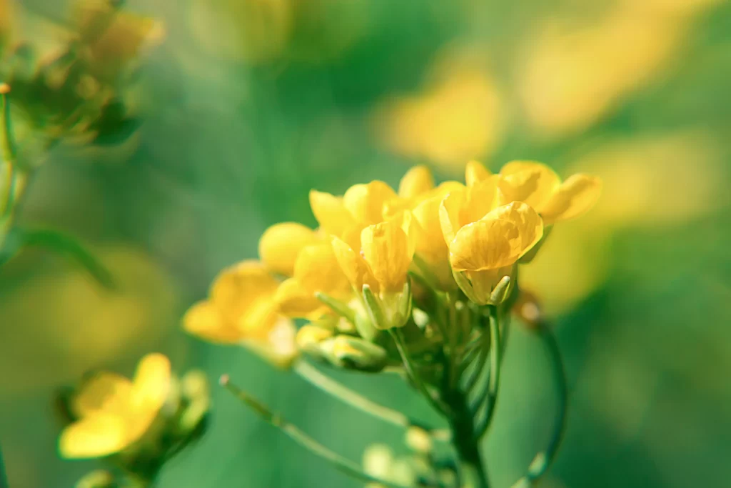Yellow Rapeseed Petals Green Background