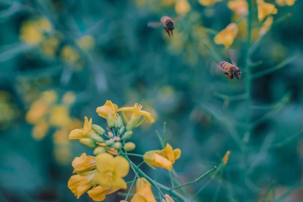 Yellow Rapeseed Petals Green Stems Bees