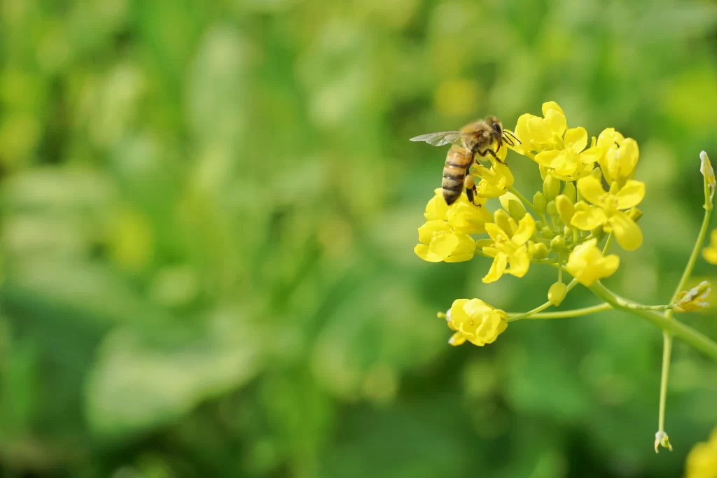 Yellow Rapeseed Petals Green Leaves Bee