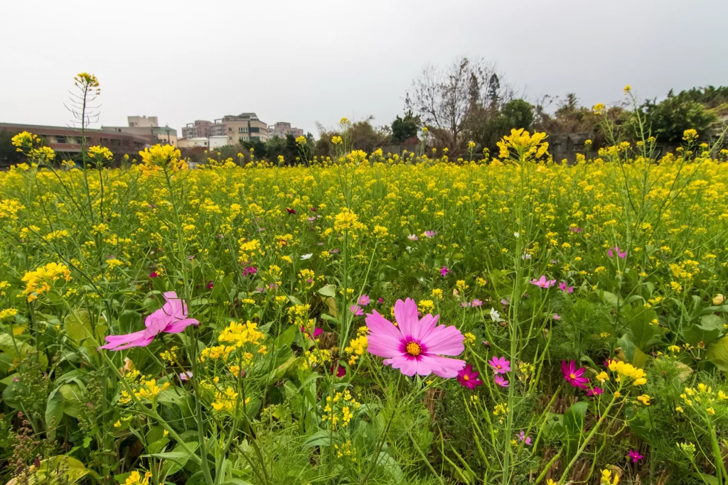 Yellow Rapeseed Pink Cosmos Blooming Field