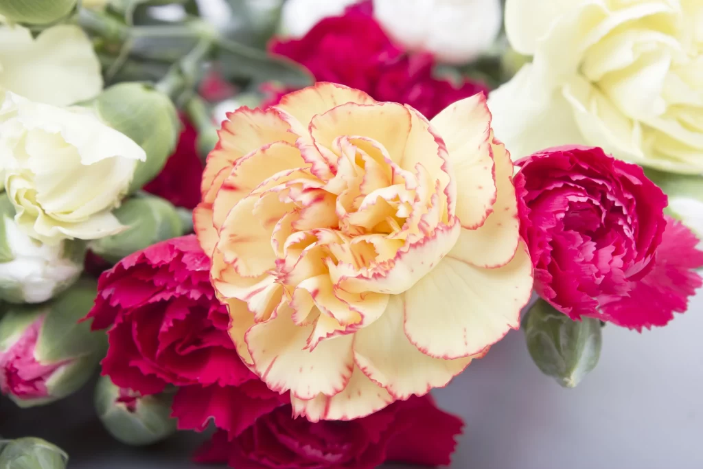 Yellow Red Carnation Ruffled Petals Bright Vivid