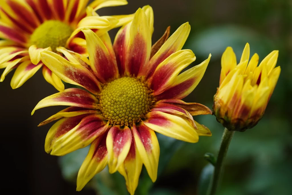 Yellow Red Chrysanthemum Petals Center Texture