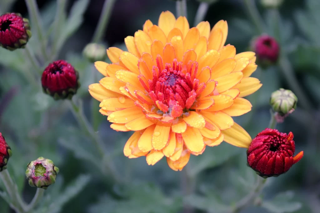 Yellow Red Chrysanthemum Petals Dewdrops Blooms