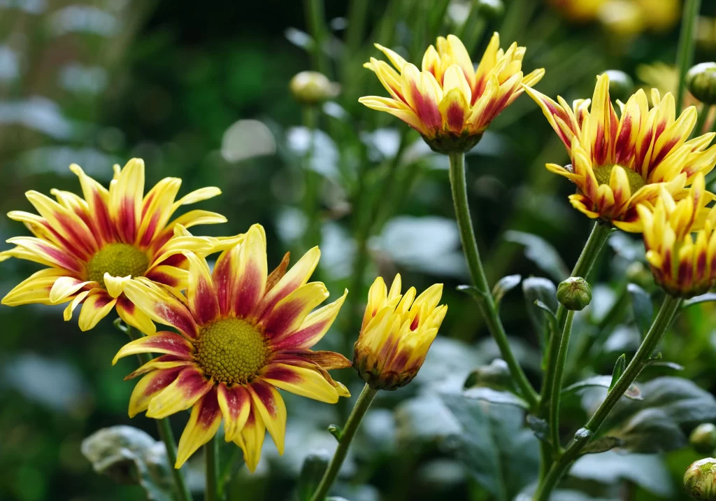 Yellow Red Chrysanthemum Petals Center Garden