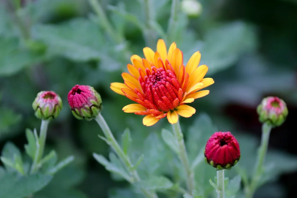 Yellow Red Chrysanthemum Petals Blooming Buds