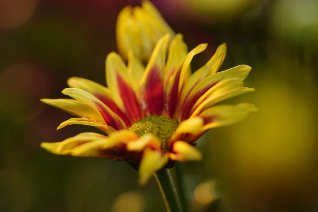 Yellow Red Chrysanthemum Petals Center