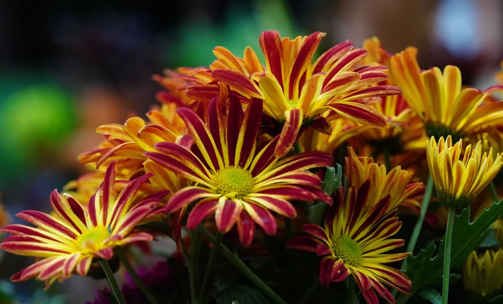 Yellow Red Chrysanthemum Petals Bright Colorful