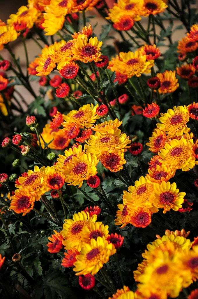 Yellow Red Chrysanthemum Petals Dense Blooms