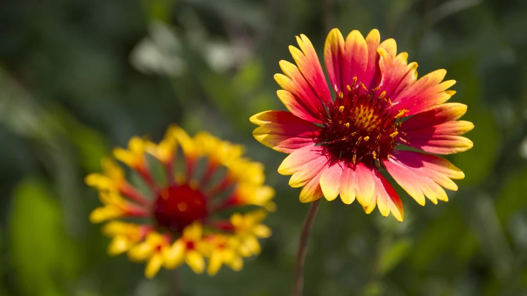 Yellow Red Chrysanthemum Petals Bright Blooming