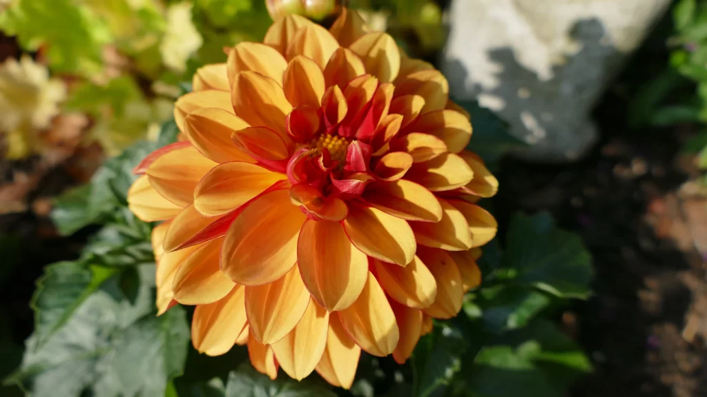 Yellow Red Dahlia Petals Sunlight