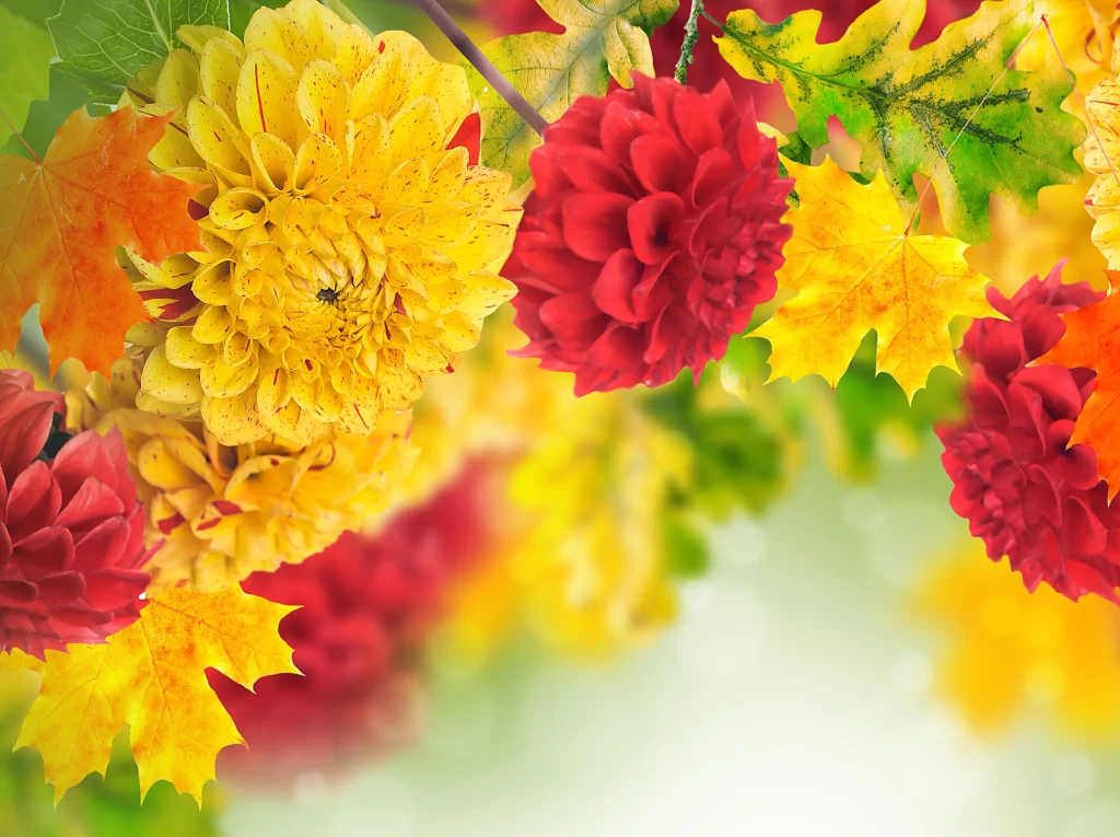 Yellow Red Dahlia Petals Leaves