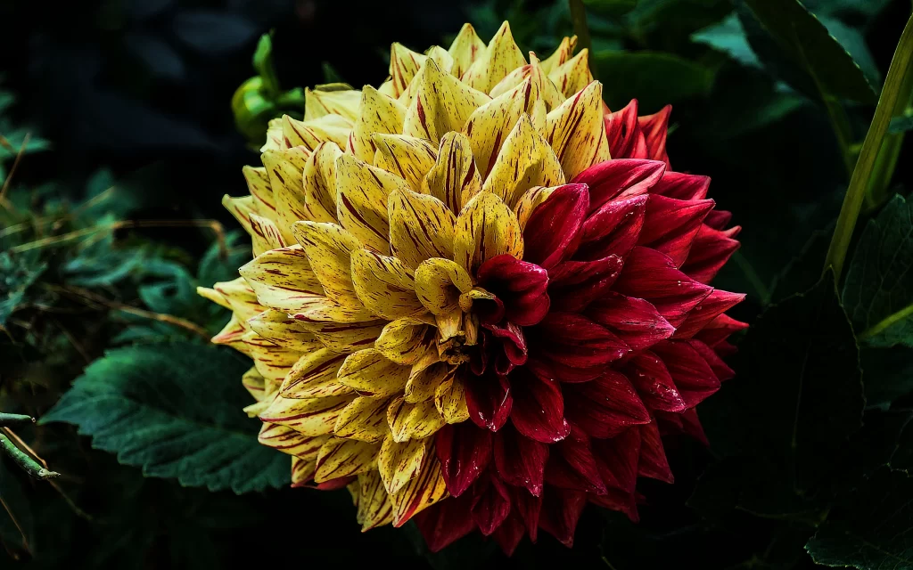 Yellow Red Dahlia Petals Speckled