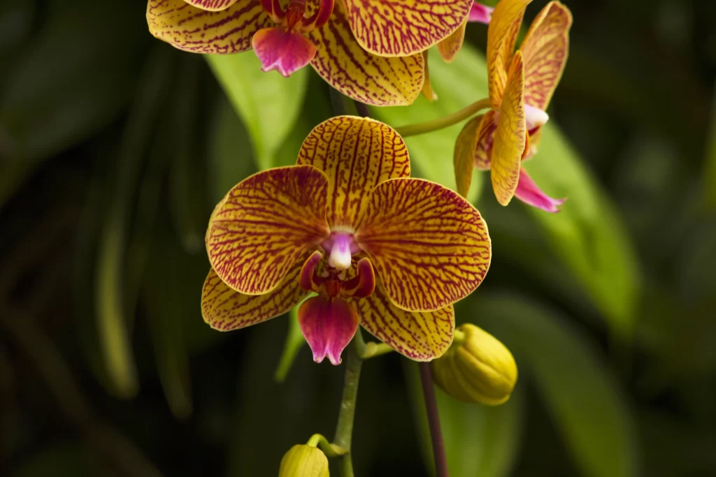 Yellow Red Orchid Petals warm Stripes