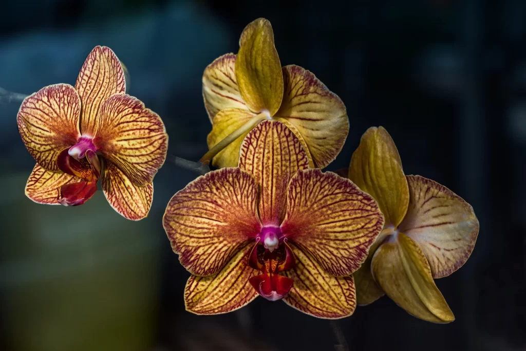 Yellow Red Orchid Petals gray Stripes