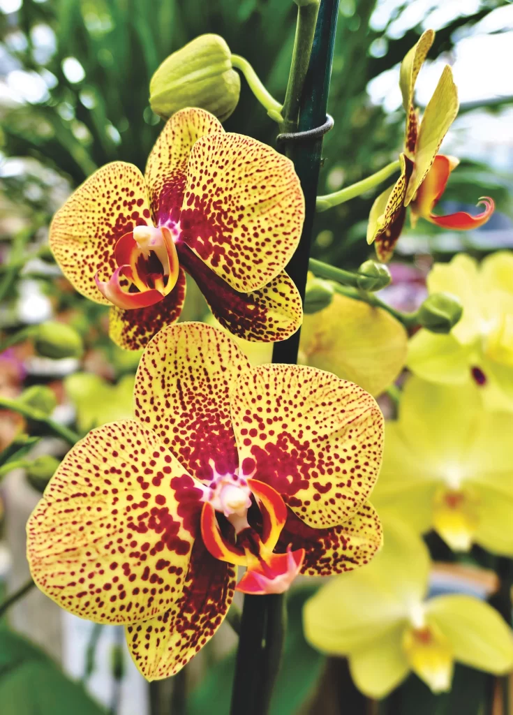 Yellow Red Orchid Petals Spots