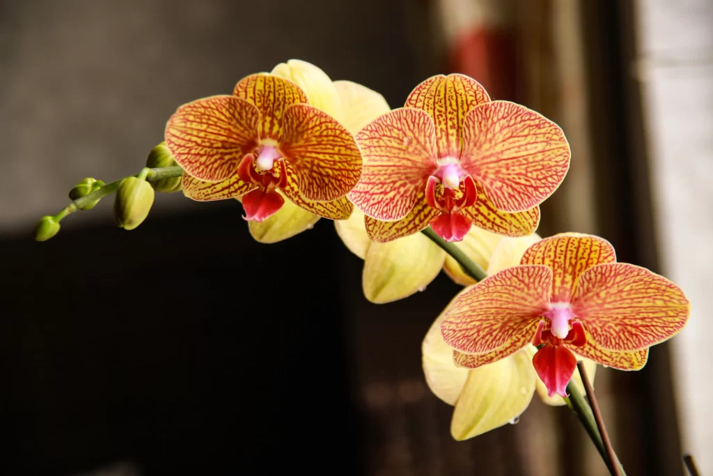Yellow Red Orchid Petals gray Stripes