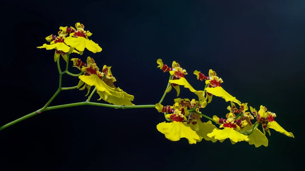 Yellow Red Orchid Petals Blooming