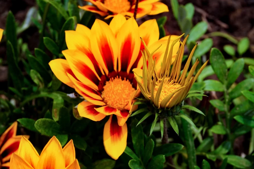 Yellow Red Petals Center Green Leaves